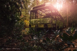 Jungle Bus 